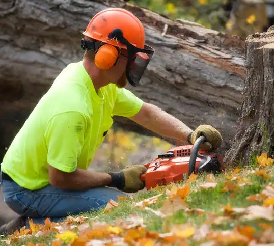 tree services Bigfork